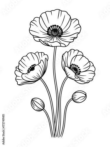 Fotografi Delicate black and white sketch of papaver somniferum poppies