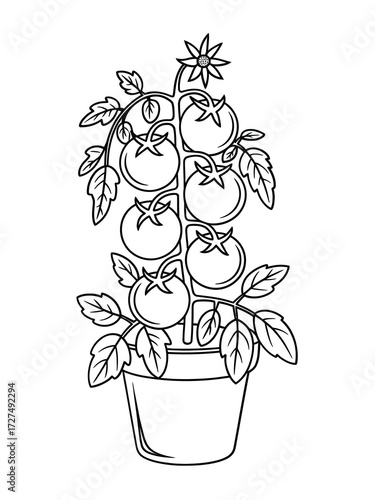 Line drawing of a tomato plant growing in a pot