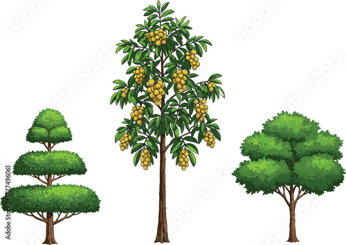 Topiary ornamental tree with layered foliage, tall fruit tree with yellow fruits, lush green deciduous tree illustration, natural landscape vegetation vector design