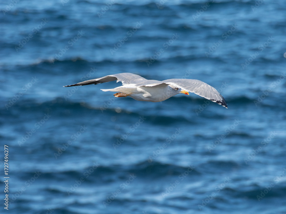 Fototapeta premium Gaviota volando sobre el mar azul