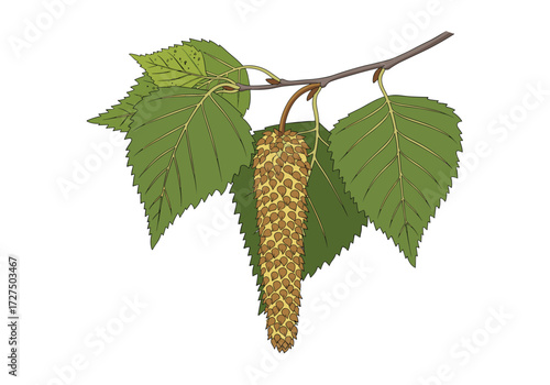 A close up of a birch tree branch with leaves and a hanging catkin.