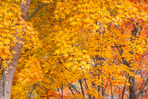 黄色に色づく紅葉　もみじ湖