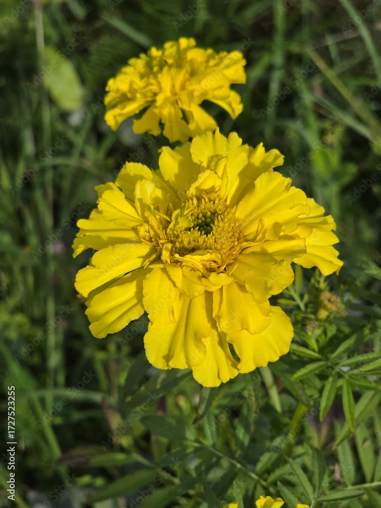 Fototapeta premium Bright yellow marigold blossom in sunlight