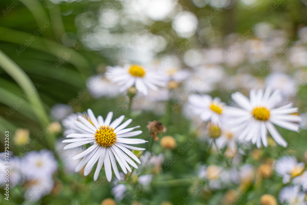 Obraz premium White Aster flowers bloom vibrantly with golden centers, some in sharp focus, others softly blurred. A fresh and lively garden detail.