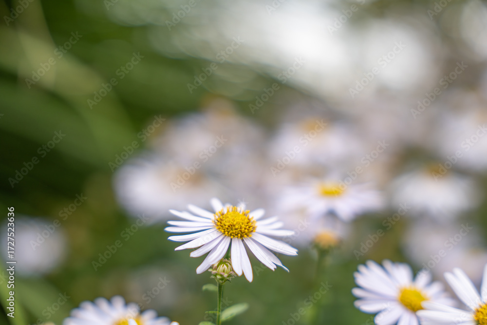 Fototapeta premium One Aster flower stands in focus with its bright yellow center, surrounded by blurred blooms. A dreamy garden atmosphere is created.