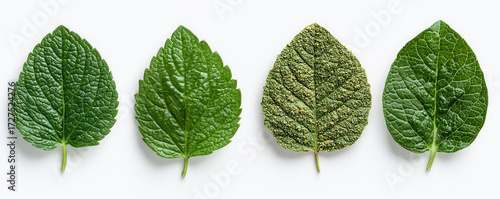 Four green leaves showing different stages of health and disease progression on white background