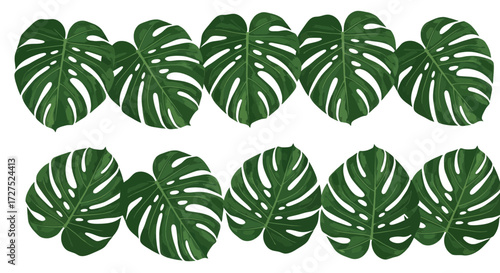 A vibrant collection of monstera deliciosa leaves, showcasing their iconic fenestrated structure and lush green color, arranged in a repeating pattern against a clean white background