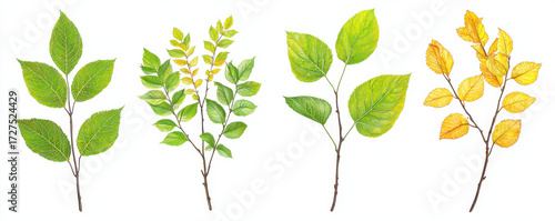 Four realistic illustrations of tree branches with green and yellow leaves, showcasing seasonal changes