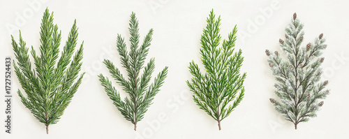 Four different evergreen branches arranged on white background, showcasing their unique textures and shades of green