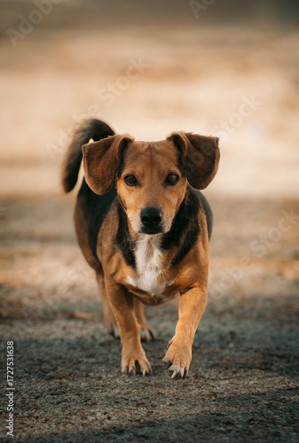 Dog Portrait Walking