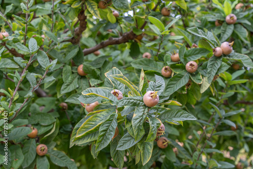 Cuadro en lienzo Close-up of a medlar tree with fruits between glossy leaves
