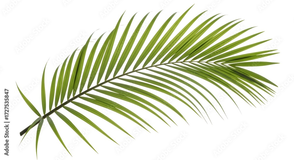 Obraz premium A single vibrant green palm frond with delicate leaves curving gracefully isolated on white background