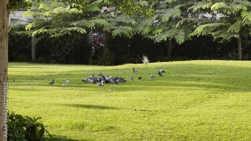 Flock Pigeons birds eating at park in Cairo, Egypt.
4K Footage
