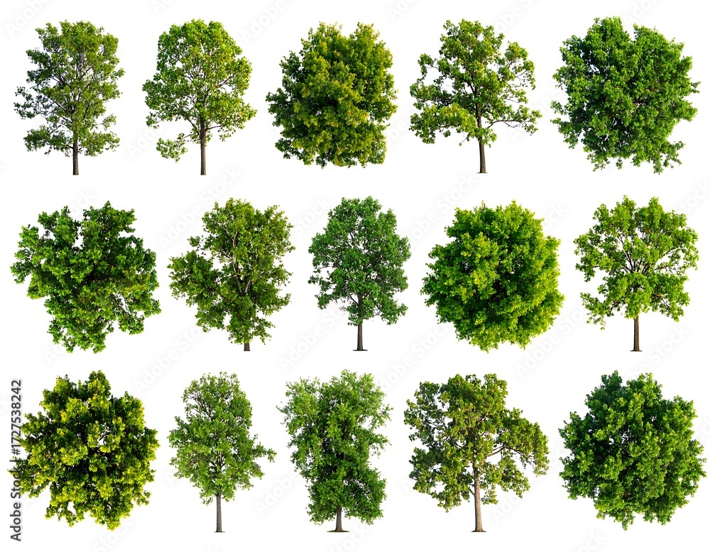 Fototapeta premium Collection of isolated trees against white background