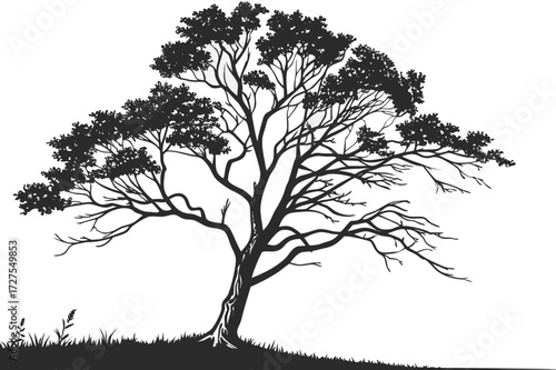 Rustic Tonal Landscape: Mature Deciduous Tree Silhouette on Hill with Forest Vector

