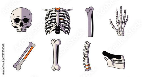 Illustration of human skeletal system with various bone parts