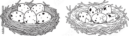 dinosaur eggs in nest outline vector illustration.eps