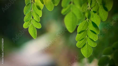Fresh green leaves of a Moringa tree bathed in sunlight