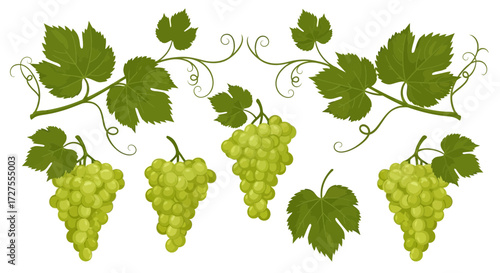 A collection of green grape bunches and vine leaves with decorative swirls, presented as a graphic design element on a white background