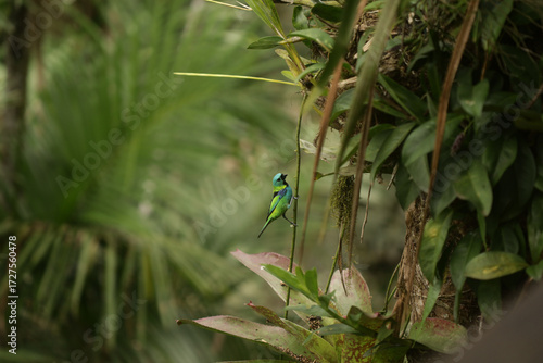 Saíra-sete-cores pousada em galho, ave tropical brasileira de plumagem colorida em ambiente natural.