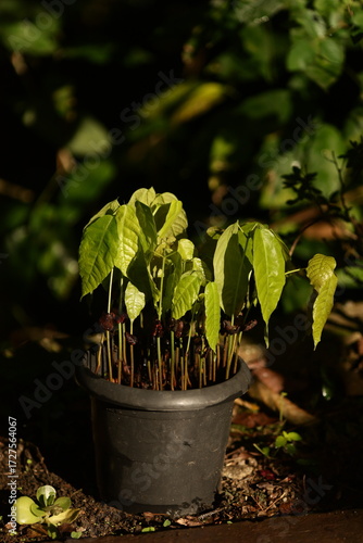 Mudas jovens de cacau (Theobroma cacao) cultivadas em vaso, iluminadas por luz natural, representando germinação, crescimento e agricultura sustentável.