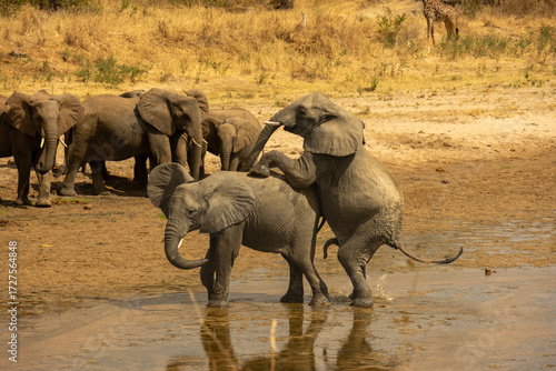 Photography An elephant trying to mate in a herd in Tarangire National Park
