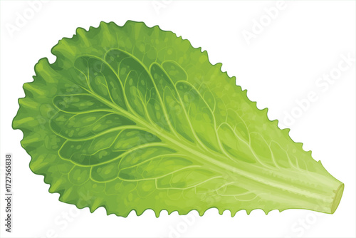 fresh green leaf lettuce isolated vector illustration