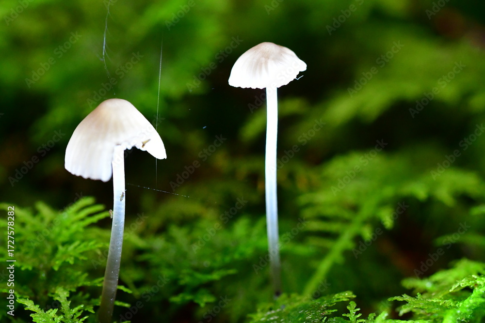 Fototapeta premium Macro photography of mushroom, fungi in the forest