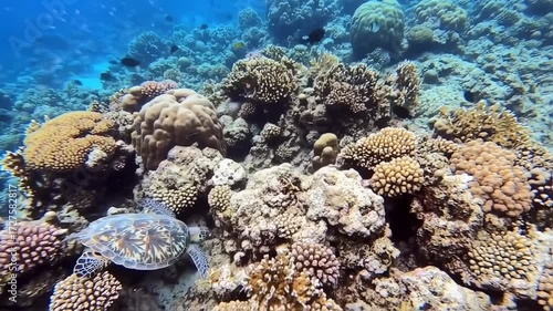 Wallpaper Mural Underwater coral reef teeming with life Torontodigital.ca