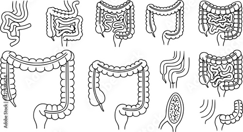 Set of guts vector icons. Linear intestines or bowel. Human organ. 
