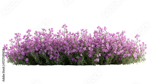 Purple Flowers Bush Isolated on Transparent Background for Spring and Garden Designs