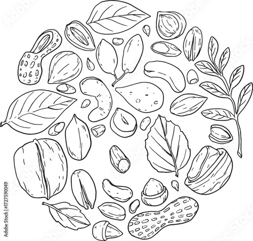 Botanical line art composition of various nuts and leaves, including peanuts, cashews, almonds, and hazelnuts. Hand-drawn vector sketch in a round shape, perfect for healthy food, vegan, or snack pack