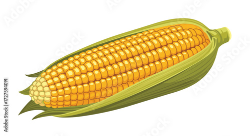 A ripe ear of yellow corn ready for harvest.