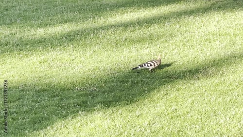 Hoopoe searching for food in Grassland 4K Footage