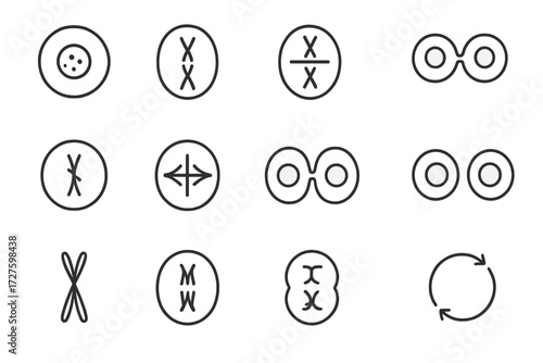 Icon cells plate vector telophase phases prophase division icons meiosis cell anaphase