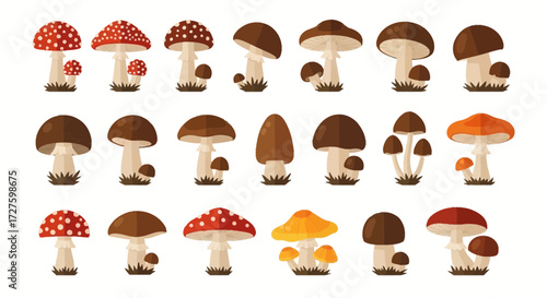A diverse collection of various mushrooms, including red and white spotted fly agaric, brown, and yellow varieties, presented as a flat illustration against a clean white background