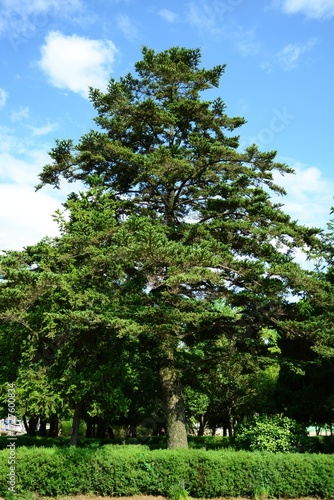 Abies firma, the Japanese fir, is a tall evergreen conifer native to Japan with radiating linear needles, white stomatal lines, and 10–12 cm conical cones. Photographed in Korea.
