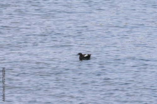 black guillemot