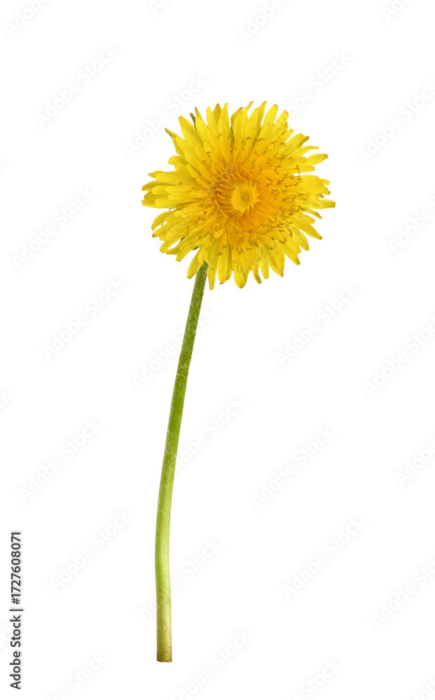 Naklejka premium Single yellow dandelion flower isolated on white or transparent background