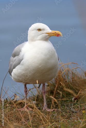 herring gull