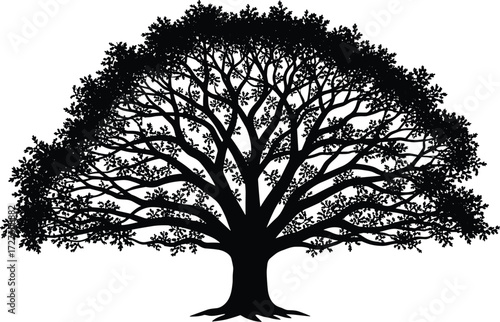 Majestic detailed silhouette of large oak tree with spreading branches and leaves isolated on white background nature forest illustration vector