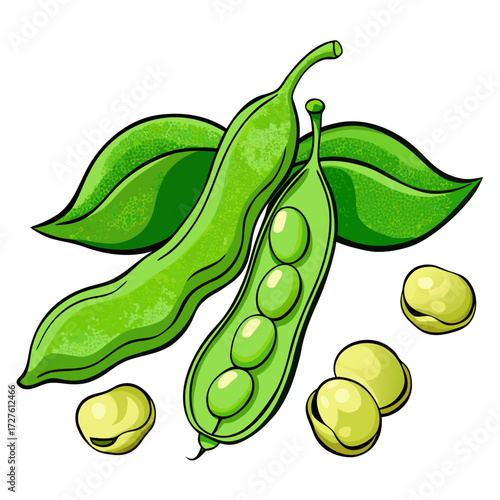 green peas vector illustration