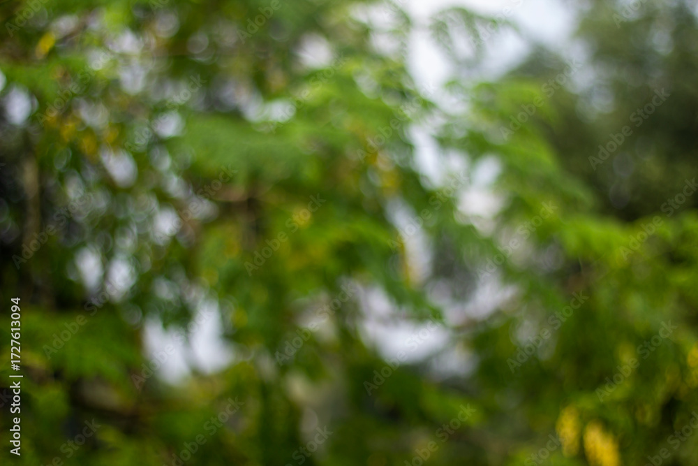 Fototapeta premium Out of focus green leaves and branches of a tree in daylight