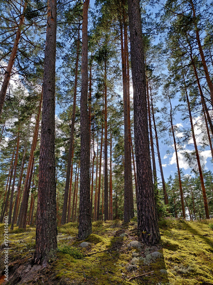 Obraz premium Tall pine trees in a forest - Majestic View of a Pinewood Forest in Northern Europe