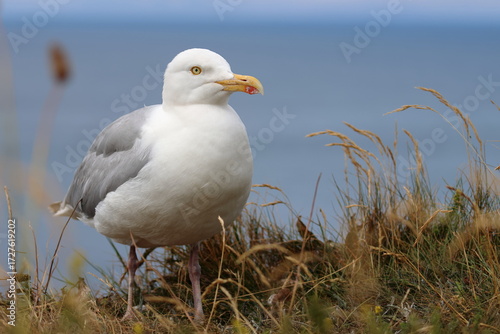 herring gull