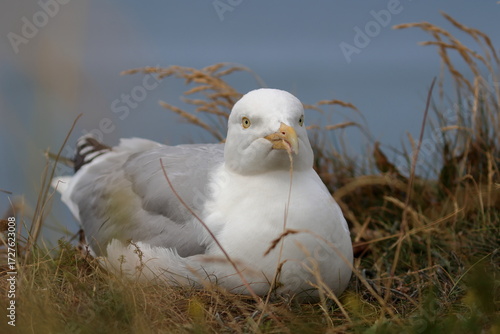 herring gull
