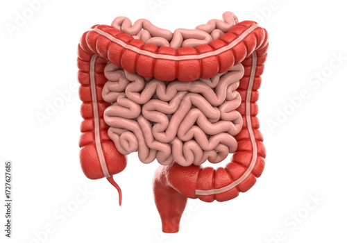 Detailed 3d anatomical illustration of the human large and small intestines isolated on transparent background