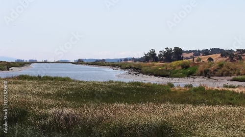 Green Grass Swaying With Breeze With Petaluma River And Birds Flying In Background California
