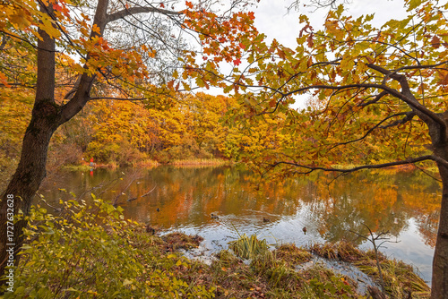 autumn landscape of a forest lake