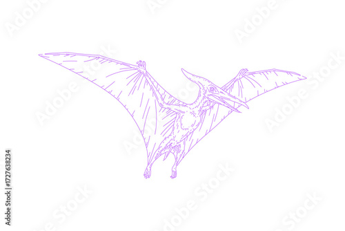 Line Art Illustration of Pteranodon Flying Reptile